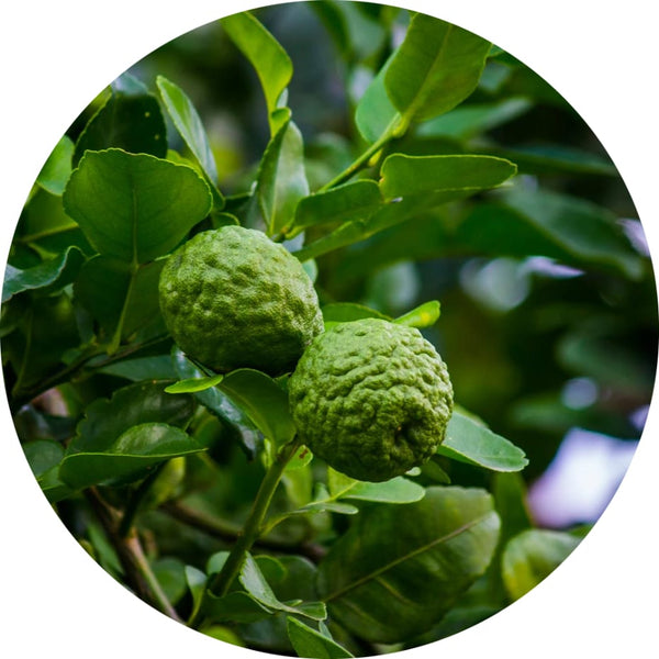 Bergamot etherische olie